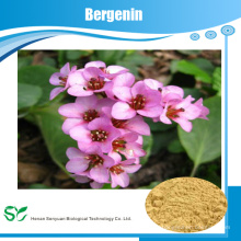 La mejor calidad de Pergamino púrpura PE polvo 98% Bergenin